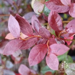 Blueberry Misty -Eco Garden Shop blueberry misty autumn colour