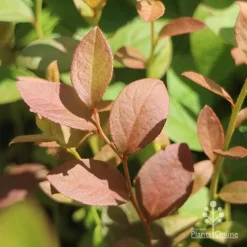 Blueberry Misty -Eco Garden Shop blueberry misty foliage