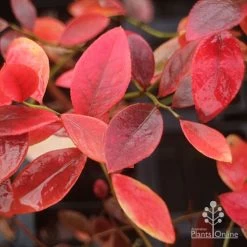 Blueberry Sunshine Blue -Eco Garden Shop blueberry sunshine blue autumn colour