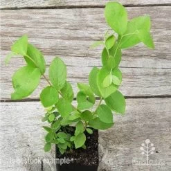 Blueberry Brightwell -Eco Garden Shop blueberry tube 3