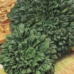 Bok Choi - Seed -Eco Garden Shop bok choi