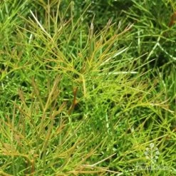 Grevillea Bon Accord 17 Grevillea Bon Accord -Eco Garden Shop bon accord grevillea foliage