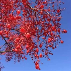 Illawarra Flame Tree - Brachychiton -Eco Garden Shop brachychiton acerifolius flower