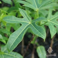 Illawarra Flame Tree - Brachychiton -Eco Garden Shop brachychiton acerifolius leaf