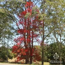 Illawarra Flame Tree - Brachychiton -Eco Garden Shop brachychiton flame tree waterfall