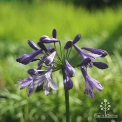 Eco Garden Shop -Eco Garden Shop buccaneer flower