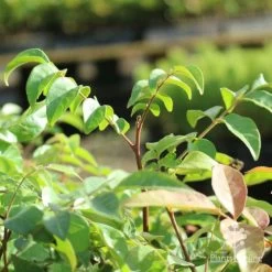 Burdekin Plum - Pleiogynium -Eco Garden Shop burdekin shoot