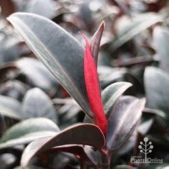 Ficus Elastica Burgundy - Rubber Plant -Eco Garden Shop burgundy new leaf red