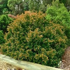 Syzygium Bush Christmas - Lilly Pilly 20 Syzygium Bush Christmas - Lilly Pilly -Eco Garden Shop bush christmas syzygium