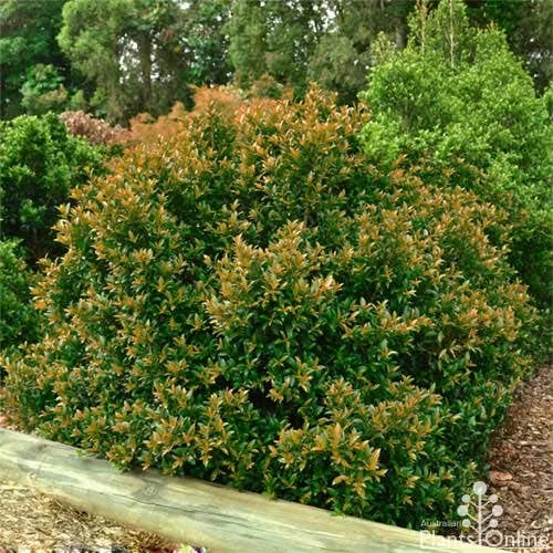 Syzygium Bush Christmas - Lilly Pilly 6 Syzygium Bush Christmas - Lilly Pilly - Image 6