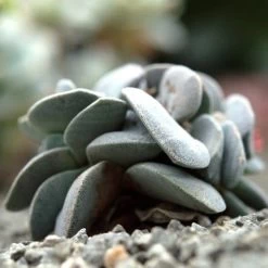 Crassula Dubia - Succulent -Eco Garden Shop cactus dubai 1