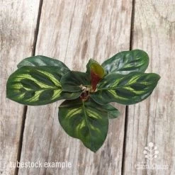 Calathea Makoyana - Peacock Plant -Eco Garden Shop calathea makoyane leaf 1