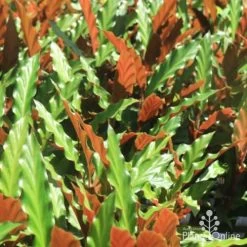 Calathea Rufibarba - Velvet Calathea -Eco Garden Shop calathea sunlit 500 1