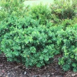 Callistemon Better John 13 Callistemon Better John -Eco Garden Shop callistemon better john bushes
