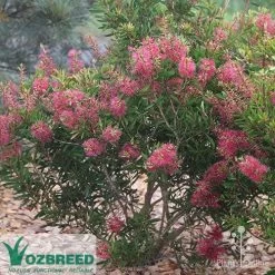 Callistemon Candy Burst -Eco Garden Shop callistemon candy burst bush
