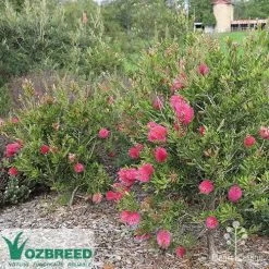 Callistemon Fluro Burst 22 Callistemon Fluro Burst -Eco Garden Shop callistemon fluro burst bush