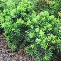 Callistemon Green John -Eco Garden Shop callistemon green john 500