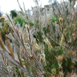 Callistemon Summer Days™ -Eco Garden Shop callistemon summer days foliage