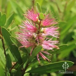 Callistemon Sweet Burst -Eco Garden Shop callistemon sweet burst tubestock flower