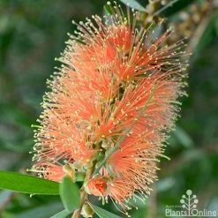 Callistemon Tangerine Dream -Eco Garden Shop callistemon tangerine dream