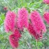 Callistemon Taree Pink