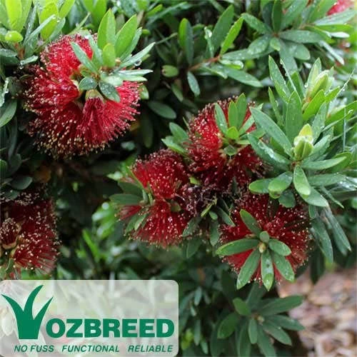 Callistemon Better John 1 Callistemon Better John