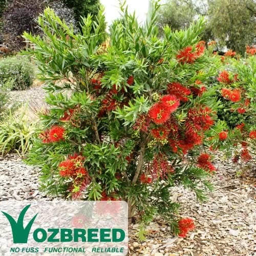 Callistemon Macarthur