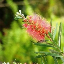 Callistemon Pink Champagne 16 Callistemon Pink Champagne -Eco Garden Shop callistemon pink champagne 5