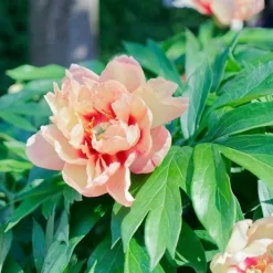 Peony Canary Brilliants - 1 Bulb -Eco Garden Shop canary brilliants