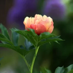 Peony Canary Brilliants - 1 Bulb -Eco Garden Shop canary brilliants bud