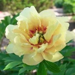 Peony Canary Brilliants - 1 Bulb -Eco Garden Shop canary brilliants fd richards flickr 3