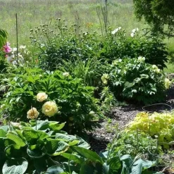 Peony Canary Brilliants - 1 Bulb -Eco Garden Shop canary brilliants fd richards flickr garden