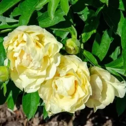Peony Canary Brilliants - 1 Bulb -Eco Garden Shop canary brilliants fd richards flickr2