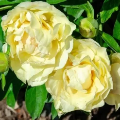 Peony Canary Brilliants - 1 Bulb -Eco Garden Shop canary brilliants fd richards flickr2 crop