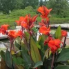 Canna Bronze - 1 Bulb