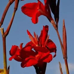 Canna Americana - 1 Bulb -Eco Garden Shop canna lilies red