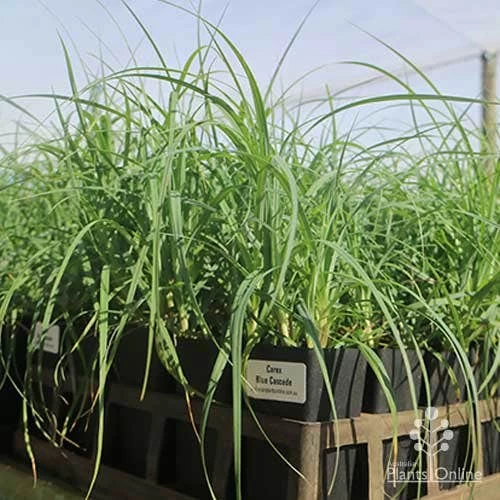 Carex Blue Cascade 2 Carex Blue Cascade - Image 2