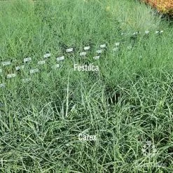 Carex Blue Cascade 9 Carex Blue Cascade -Eco Garden Shop carex v festuca compare