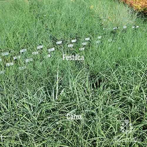 Carex Blue Cascade 4 Carex Blue Cascade - Image 4