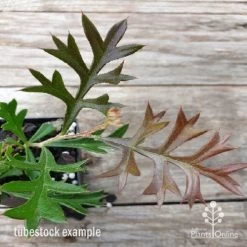 Grevillea Carpet Layer -Eco Garden Shop carpet layer leaf 1