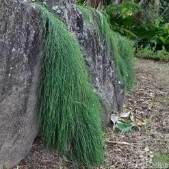 Casuarina Cousin It -Eco Garden Shop casaurina cousin it cascading 1
