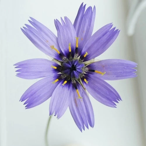 Catananche - Cupid's Dart - Seed 2 Catananche - Cupid's Dart - Seed - Image 2