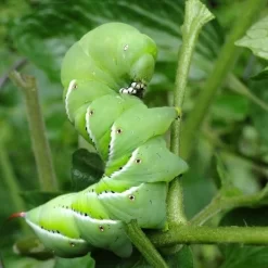 Nature's Way Dipel Caterpillar Killer 40g -Eco Garden Shop caterpillar