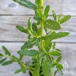 Ceanothus Blue Pacific - Californian Lilac -Eco Garden Shop ceanothus blue pacific leaf