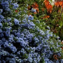 Ceanothus Blue Pacific - Californian Lilac -Eco Garden Shop ceanothus bush