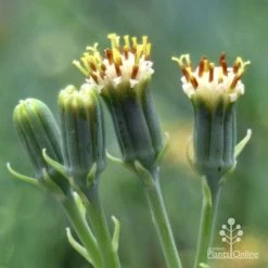 Senecio Chalk Sticks - Succulent -Eco Garden Shop chalk sticks flowers side