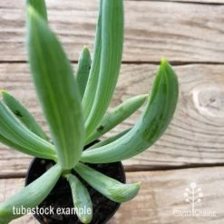 Senecio Chalk Sticks - Succulent -Eco Garden Shop chalk sticks leaf 1