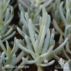 Senecio Chalk Sticks - Succulent -Eco Garden Shop chalksticks tubestock