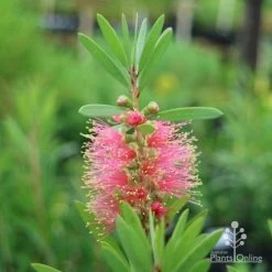 Callistemon Pink Champagne 25 Callistemon Pink Champagne -Eco Garden Shop champagne callistemon