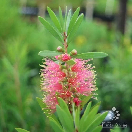 Callistemon Pink Champagne 13 Callistemon Pink Champagne - Image 13